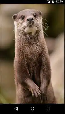 Play Cute Otter
