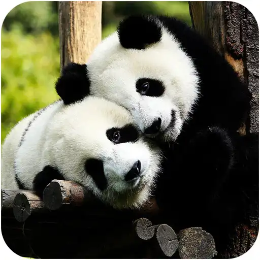 Play Cute Panda HD Wallpapers APK Play Cute Panda HD Wallpapers APK