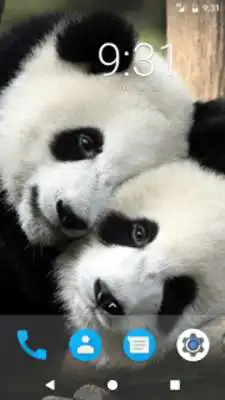 Play Cute Panda HD Wallpapers as an online game Cute Panda HD Wallpapers with UptoPlay