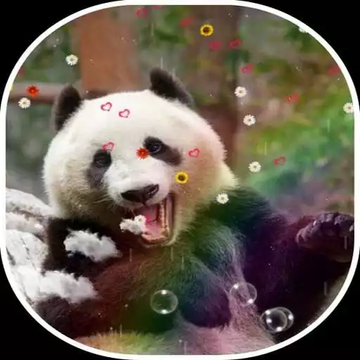 Play Cute Panda Live Wallpaper APK Play Cute Panda Live Wallpaper APK