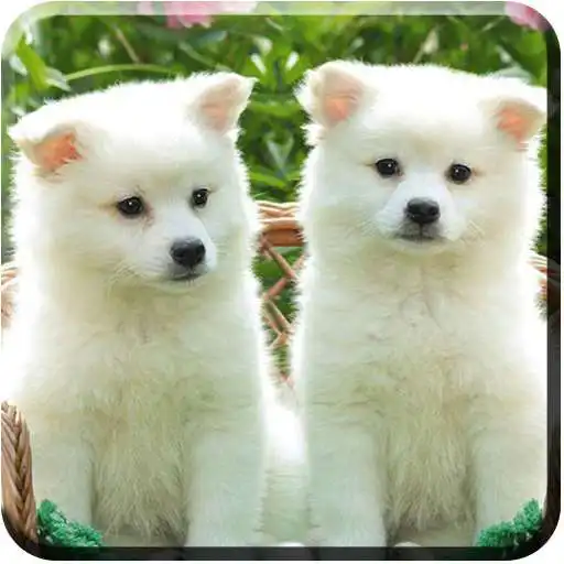 Play Cute Pappy Wallpapers APK Play Cute Pappy Wallpapers APK