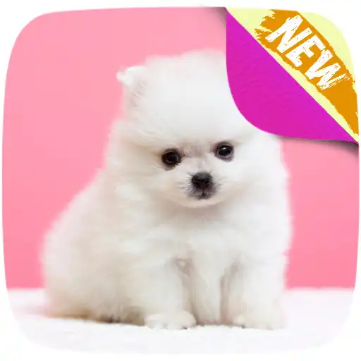 Play Cute Pomeranian Wallpapers APK
