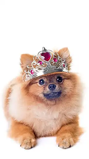 Play Cute Pomeranian Wallpapers  and enjoy Cute Pomeranian Wallpapers with UptoPlay