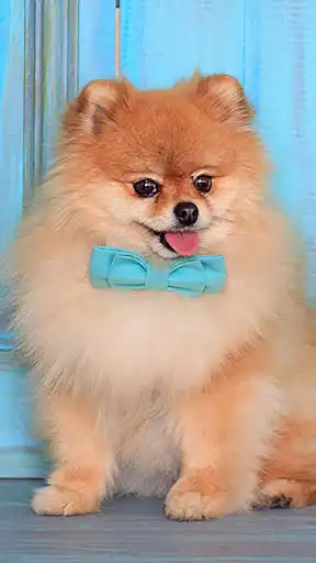 Play Cute Pomeranian Wallpapers as an online game Cute Pomeranian Wallpapers with UptoPlay