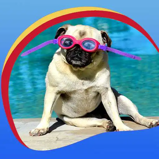 Free play online Cute Pugs Live Wallpapers  APK