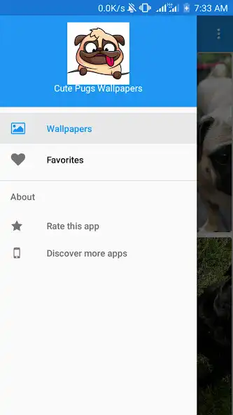 Play Cute Pugs Wallpapers  and enjoy Cute Pugs Wallpapers with UptoPlay