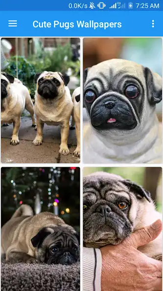 Play Cute Pugs Wallpapers as an online game Cute Pugs Wallpapers with UptoPlay