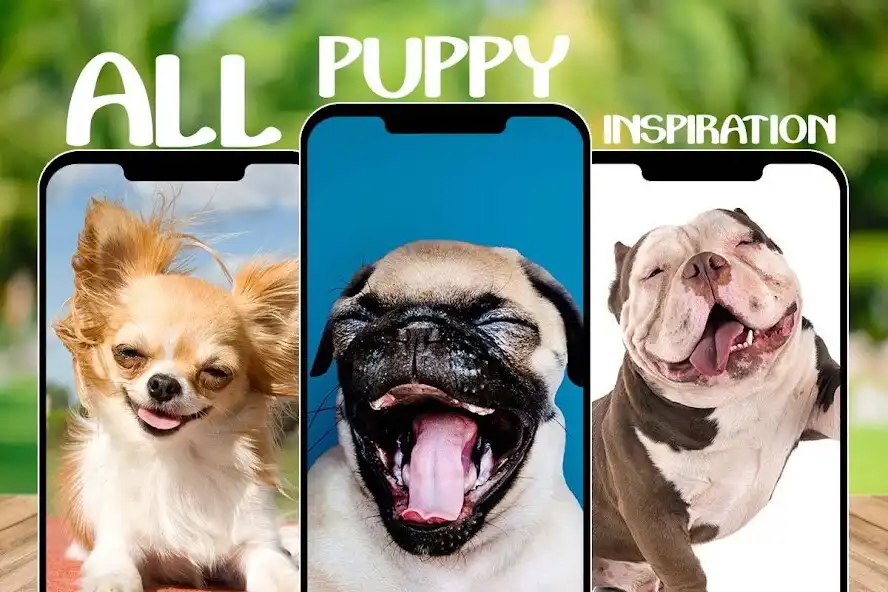 Play Cute Puppies Dog Wallpapers HD Backgrounds (Funny) and enjoy Cute Puppies Dog Wallpapers HD Backgrounds (Funny) with UptoPlay Play Cute Puppies Dog Wallpapers HD Backgrounds (Funny) and enjoy Cute Puppies Dog Wallpapers HD Backgrounds (Funny) with UptoPlay