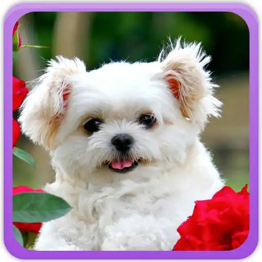 Play Cute Puppies Gallery APK