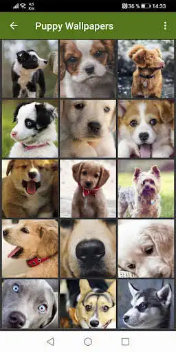 Play Cute Puppies Wallpapers as an online game Cute Puppies Wallpapers with UptoPlay