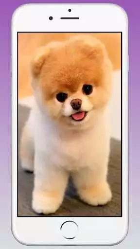 Play Cute Puppy  Dog Wallpaper  and enjoy Cute Puppy  Dog Wallpaper with UptoPlay
