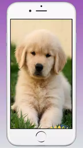 Play Cute Puppy  Dog Wallpaper as an online game Cute Puppy  Dog Wallpaper with UptoPlay
