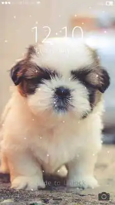 Play Cute Puppy Lock Screen