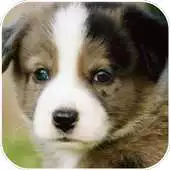 Free play online Cute Puppy Puzzle for Kids APK Free play online Cute Puppy Puzzle for Kids APK