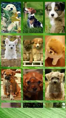 Play Cute Puppy Puzzle for Kids