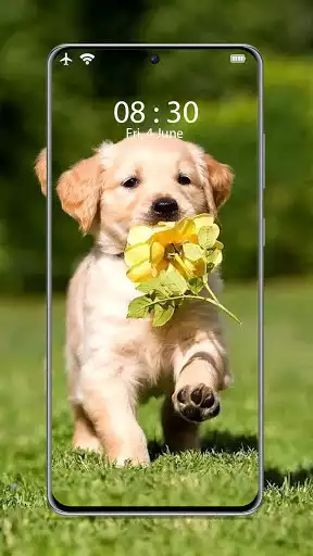 Play Cute Puppy wallpapers  and enjoy Cute Puppy wallpapers with UptoPlay