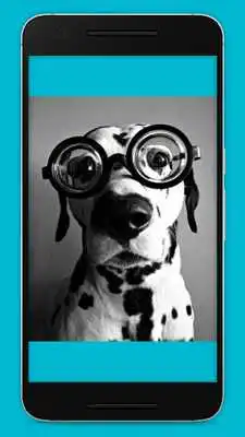 Play Cute Puppy Wallpapers Play Cute Puppy Wallpapers