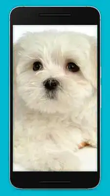 Play Cute Puppy Wallpapers Play Cute Puppy Wallpapers