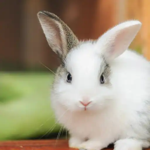 Play Cute Rabbit Wallpaper 4k APK