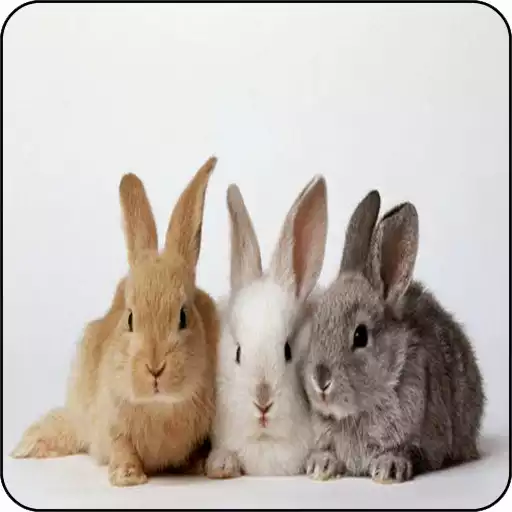 Free play online cute rabbit wallpapers APK Free play online cute rabbit wallpapers APK