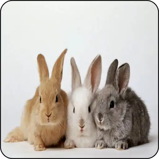 Play Cute Rabbit Wallpapers APK