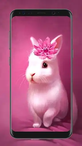Play cute rabbit wallpapers