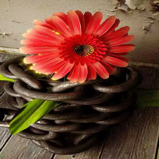 Free play online Cute Red Flower LWP APK