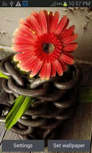 Play Cute Red Flower LWP
