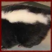 Free play online Cute Skunks wallpapers APK