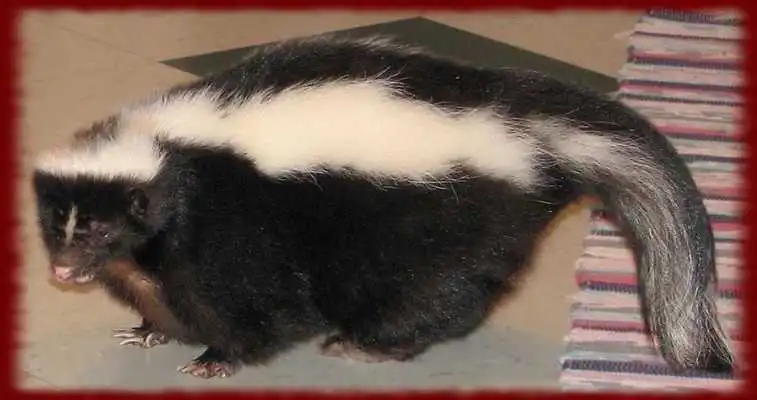 Play Cute Skunks wallpapers