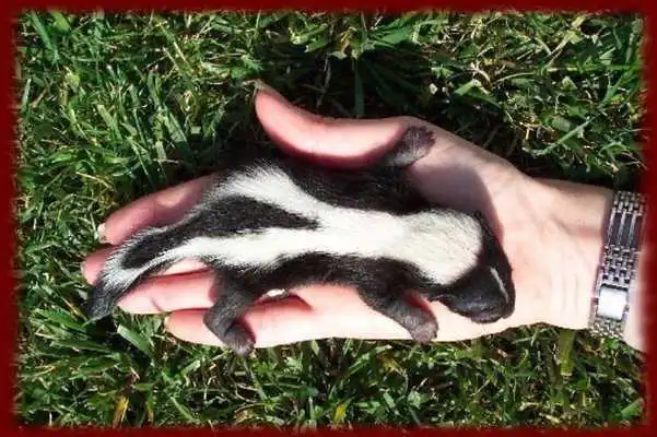 Play Cute Skunks wallpapers