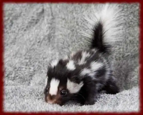 Play Cute Skunks wallpapers