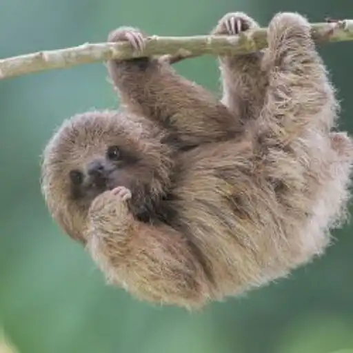 Play Cute Sloth Wallpaper HD APK