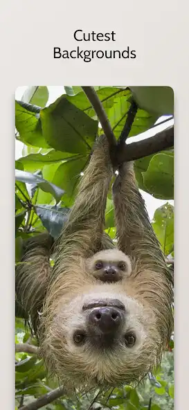 Play Cute Sloth Wallpaper HD and enjoy Cute Sloth Wallpaper HD with UptoPlay Play Cute Sloth Wallpaper HD and enjoy Cute Sloth Wallpaper HD with UptoPlay