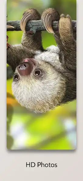 Play Cute Sloth Wallpaper HD as an online game online Cute Sloth Wallpaper HD with UptoPlay Play Cute Sloth Wallpaper HD as an online game Cute Sloth Wallpaper HD with UptoPlay