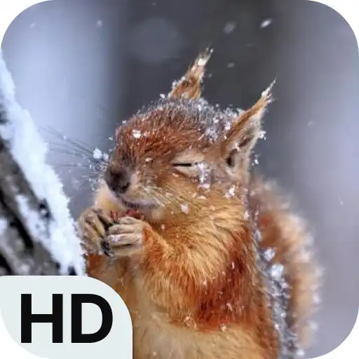 Play Cute Squirrel Wallpapers HD APK
