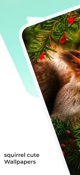 Play Cute Squirrel Wallpapers HD as an online game Cute Squirrel Wallpapers HD with UptoPlay