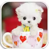 Free play online Cute Stylish Puppies wallpaper APK