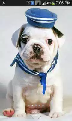 Play Cute Stylish Puppies wallpaper