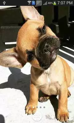 Play Cute Stylish Puppies wallpaper