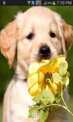 Play Cute Stylish Puppies wallpaper