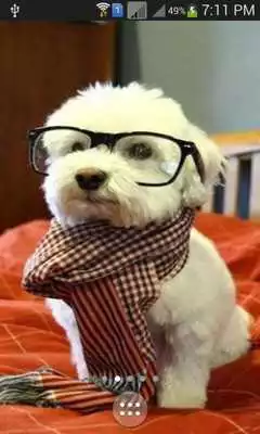 Play Cute Stylish Puppies wallpaper