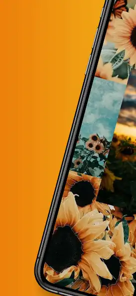 Play Cute Sunflower Wallpaper  and enjoy Cute Sunflower Wallpaper with UptoPlay