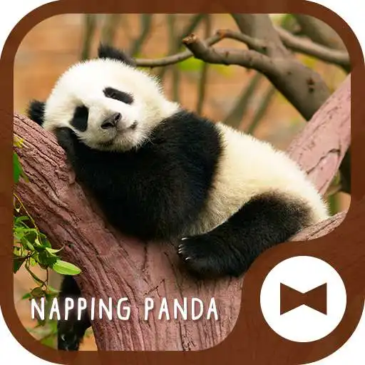 Run free android online Cute Wallpaper Napping Panda Theme APK Run free android online Cute Wallpaper Napping Panda Theme APK