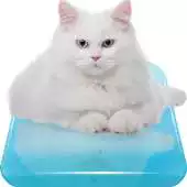 Free play online Cute White Cat Live Wallpaper APK