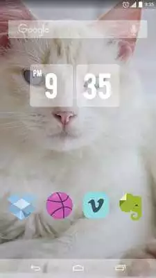 Play Cute White Cat Live Wallpaper