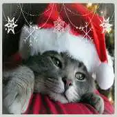 Free play online Cute Xmas Cat Live Wallpaper APK