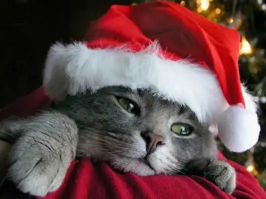 Play Cute Xmas Cat Live Wallpaper