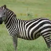 Free play online Cute Zebras Wallpaper Images APK