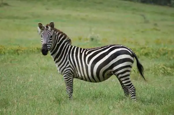 Play Cute Zebras Wallpaper Images Play Cute Zebras Wallpaper Images